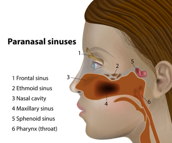 Sinus Pressure &amp; Pain Treatment in Glendale &amp; Burbank, CA | (SCENTAA)