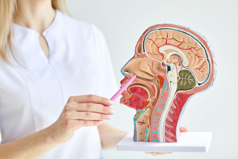 Ear, Nose, and Throat Specialist in Glendale & Burbank, CA - Southern California ENT and Allergy Associates